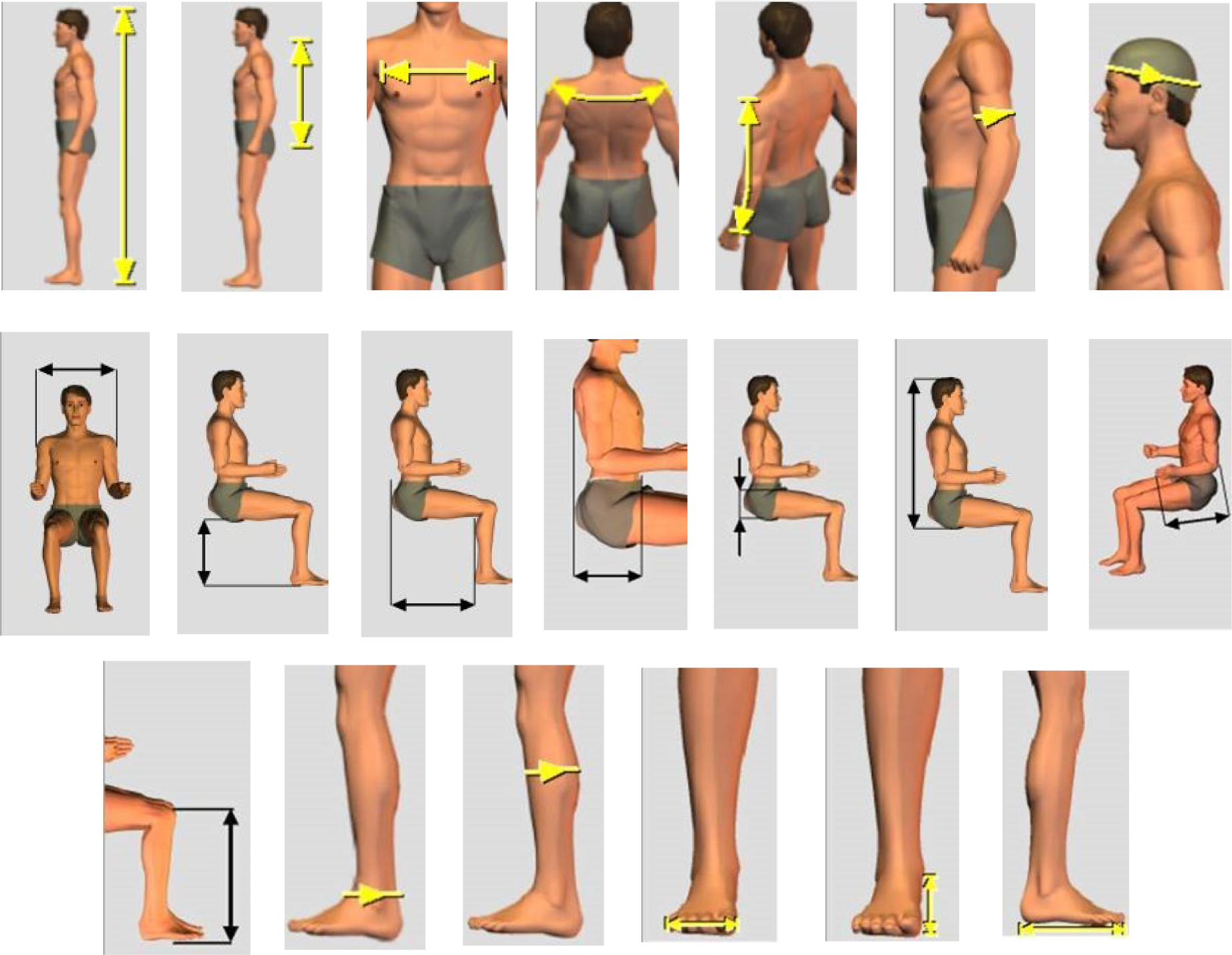 anthropometric-dimensions